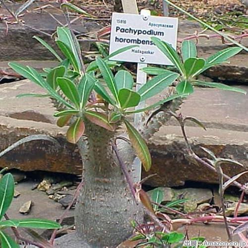 多肉植物 たね パキポディウム・ホロンベンセ 1袋 (0.5ml) ゆうパケット/国華園 24年秋商品