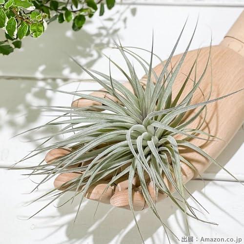 PLANCHU エアプランツ ティランジア コットンキャンディ パープル Lサイズ 1株 育て方説明書付き Tillandsia ‘Cotton Candy’ エアープランツ チランジア