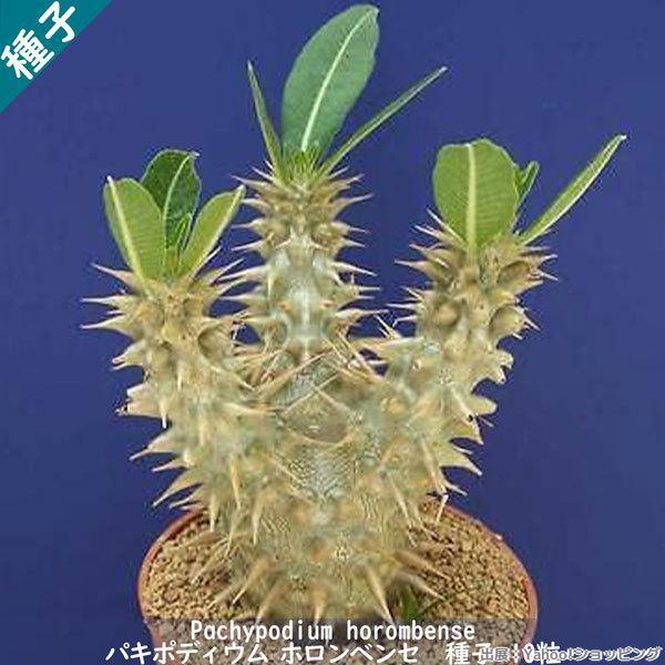 多肉植物 塊根植物 種子 種 Pachypodium Horombense パキポディウム ホロンベンセ マダガスカル 種子　10粒