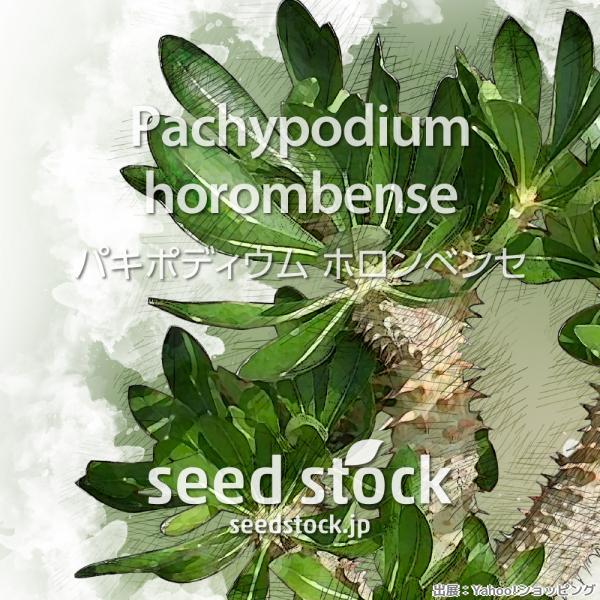 パキポディウムの種子 ホロンベンセ Pachypodium horombense